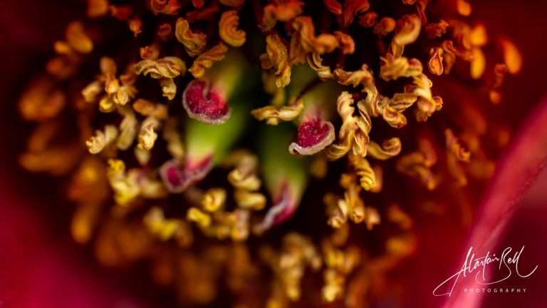 Instagram post from alastairbellphotography. This post is in position 15.