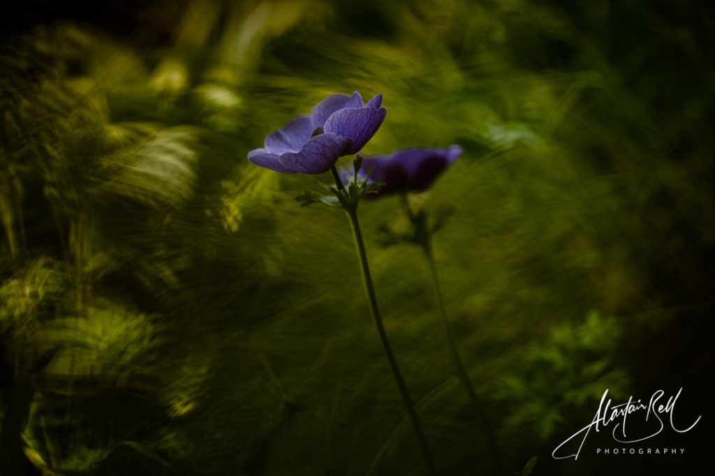 Instagram post from alastairbellphotography. This post is in position 1.