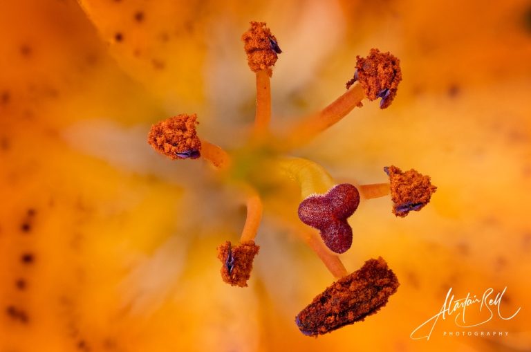 Instagram post from alastairbellphotography. This post is in position 14.