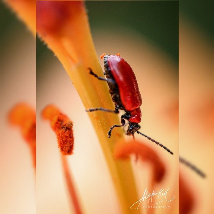 Instagram post from alastairbellphotography. This post is in position 0.