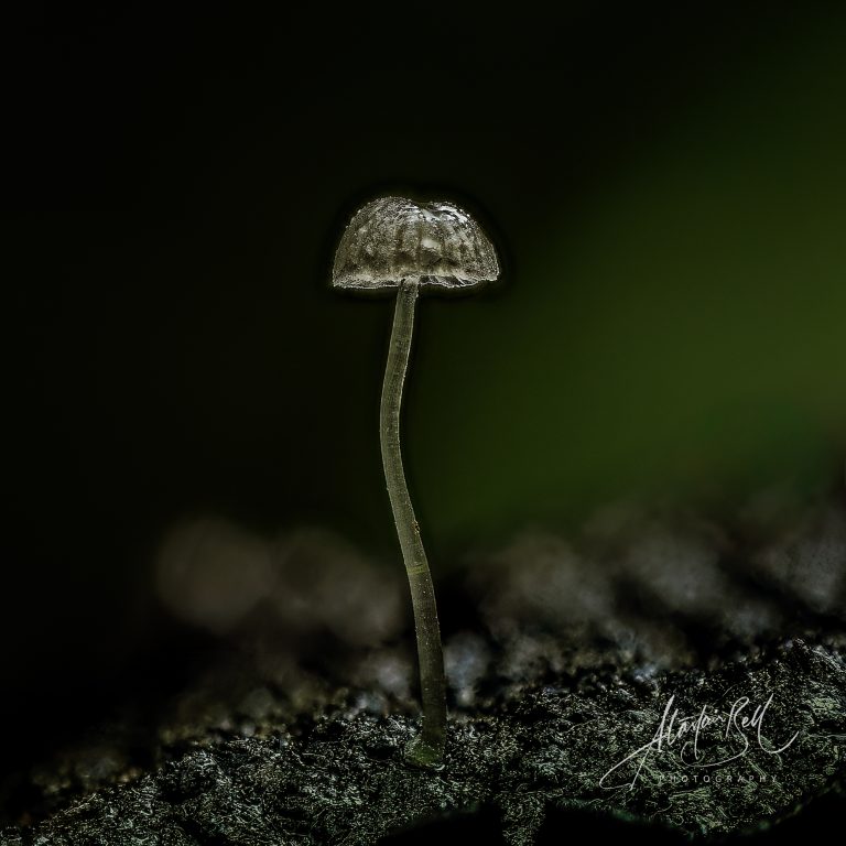 Instagram post from alastairbellphotography. This post is in position 3.