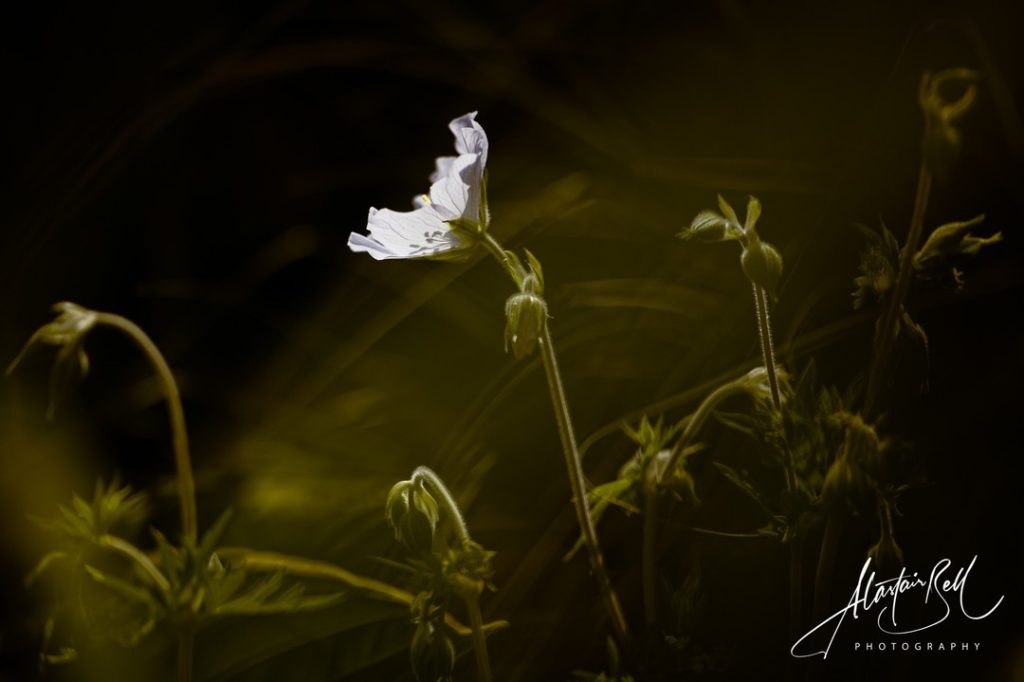 Instagram post from alastairbellphotography. This post is in position 0.
